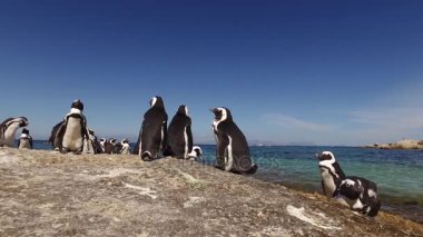 Kıyı buzlu Afrika penguenler