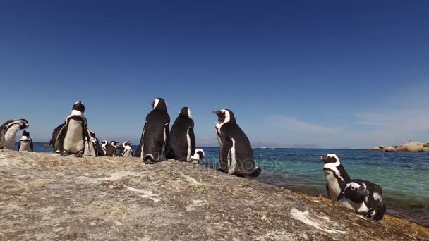 Pingüinos africanos en rocas costeras — Vídeo de stock
