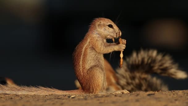 Feeding ground squirrel — Stock Video