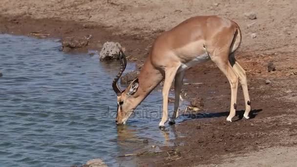 Impala antiloper på vattenhål — Stockvideo