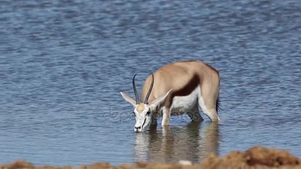 Agua potable antílope Springbok — Vídeo de stock
