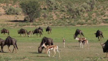 Springbok antilop ve mavi wildebeest 