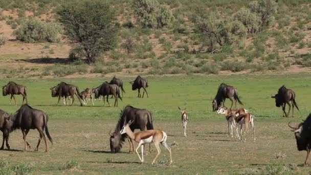 Springbok antelopes and blue wildebeest — Stock Video