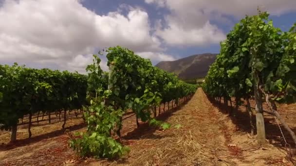 Paisaje del viñedo - Sudáfrica — Vídeos de Stock