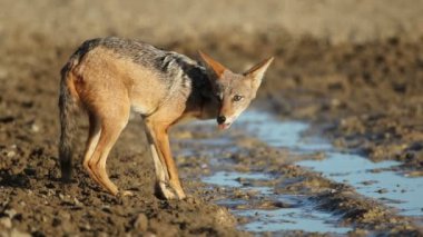 kara sırtlı çakal içme