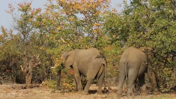 Feeding African elephants — Stock Video