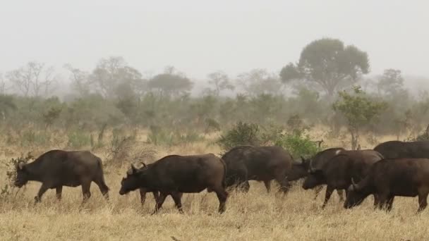 Manada de búfalos africanos — Vídeo de stock