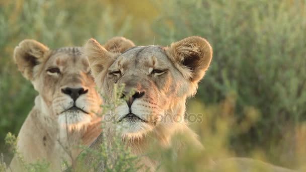 Alert lioness observing surroundings — Stock Video