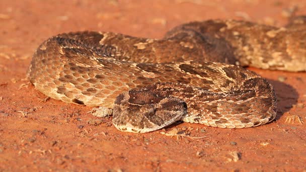 Védekező puffogó vipera — Stock videók