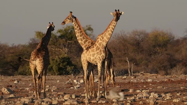 Las jirafas en un pozo de agua - Etosha — Vídeos de Stock