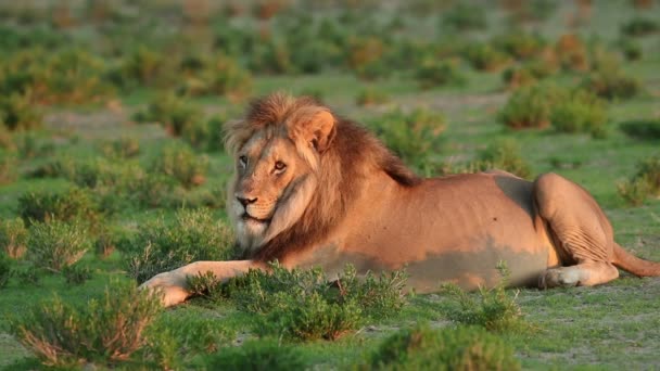 Відпочиваючи самця лева — стокове відео