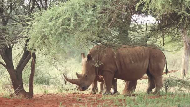 Rinoceronte blanco y ternera — Vídeo de stock