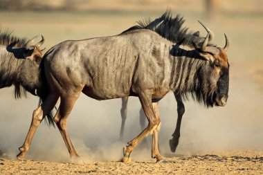 toz mavi wildebeest 