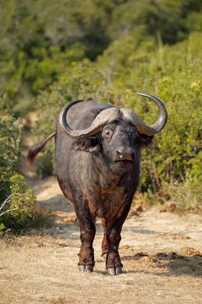 Afrikanische Büffel in natürlichem Lebensraum — Stockfoto