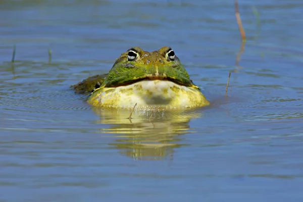 전화의 거 대 한 bullfrog 아프리카 개 — 스톡 사진