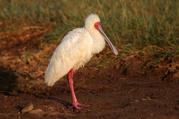 African spoonbill - Kenya — Stock Photo, Image