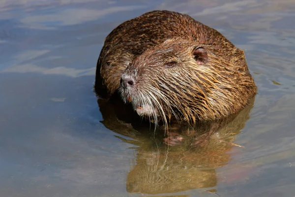 Alimentazione roditore Coypu — Foto Stock