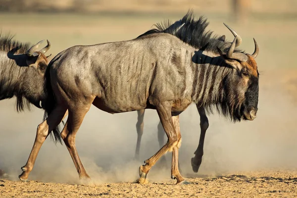 Blue wildebeest in dust — Stock Photo, Image