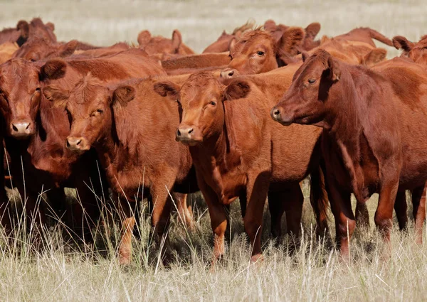 Red angus cattle — Stock Photo, Image
