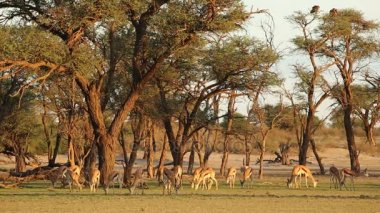 Springbok antilop otlatma ile manzara