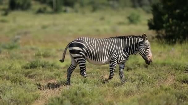 Cape montanha zebra andando — Vídeo de Stock