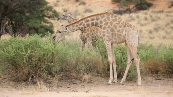 Girafes se nourrissant d'un arbre — Video