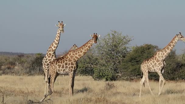 Girafas no habitat natural — Vídeo de Stock