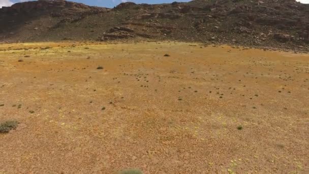 Luchtfoto van wilde bloemen - Zuid-Afrika — Stockvideo