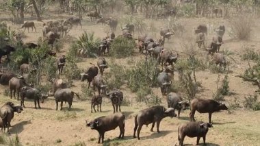 Afrika manda sürüsü