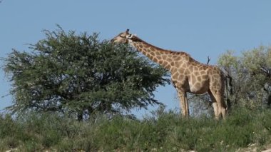 ağaçta besleme zürafa