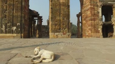 Köpek Qutb Minar kompleksi - Hindistan sokak