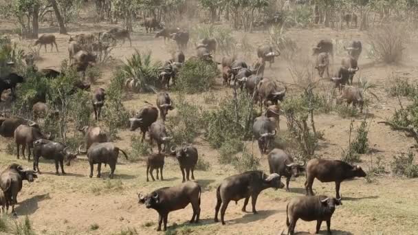 非洲野牛群 — 图库视频影像