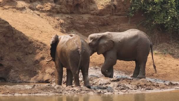 Elefantes africanos lama pulverizadora — Vídeo de Stock