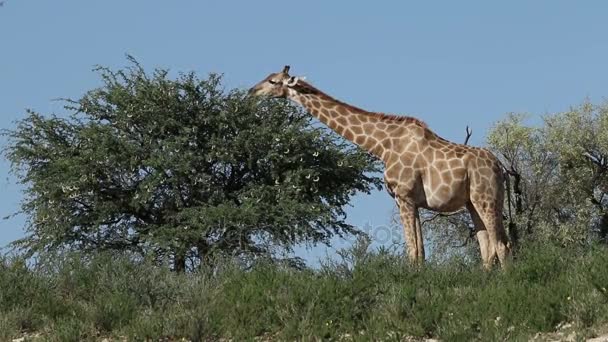 Girafa alimentando-se de uma árvore — Vídeo de Stock