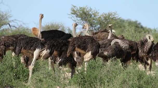 Avestruces en hábitat natural — Vídeos de Stock