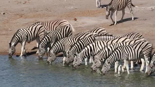 Planícies zebras água potável — Vídeo de Stock