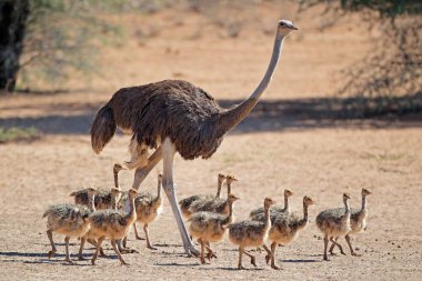 Ostrich with chicks  clipart