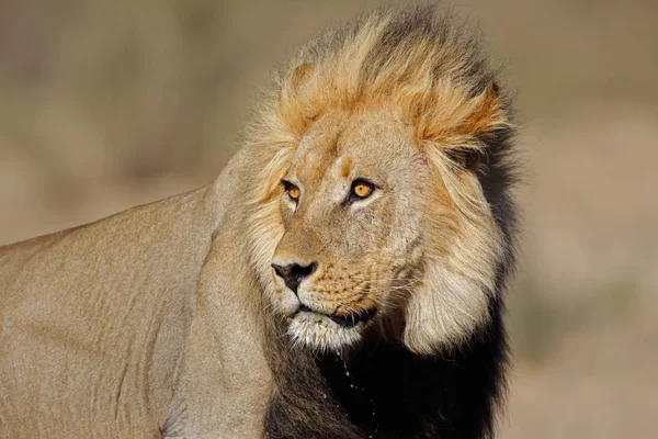 Αφρικανικό λιοντάρι πορτρέτο — Φωτογραφία Αρχείου