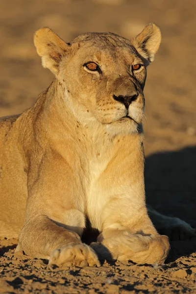 非洲母狮肖像 — 图库照片