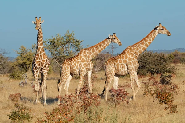 Two giraffes in african savannah — Stock Photo © Gbuglok #2485678
