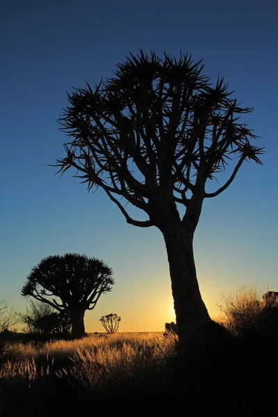 Silueta de árbol de aljaba — Foto de Stock