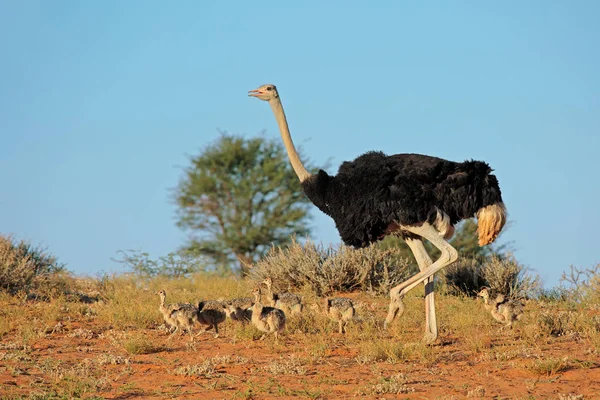 Ostrich with chicks — Stock Photo, Image