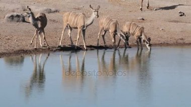 Kudu antilop içme suyu