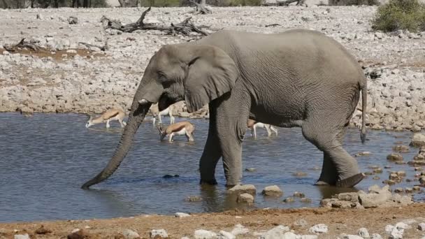 Elephant and springbok antelopes drinking — Stock Video