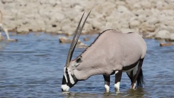 大羚羊饮用水 — 图库视频影像