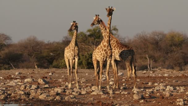 Καμηλοπαρδάλεις σε ένα waterhole — Αρχείο Βίντεο