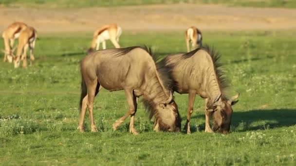 Mavi wildebeest otlatma — Stok video