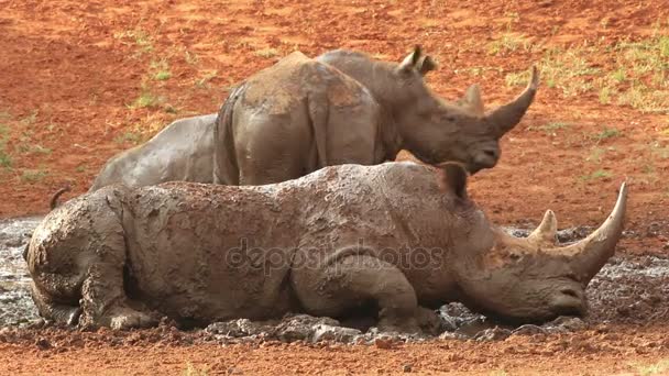 Rinoceronte branco chafurdando na lama — Vídeo de Stock