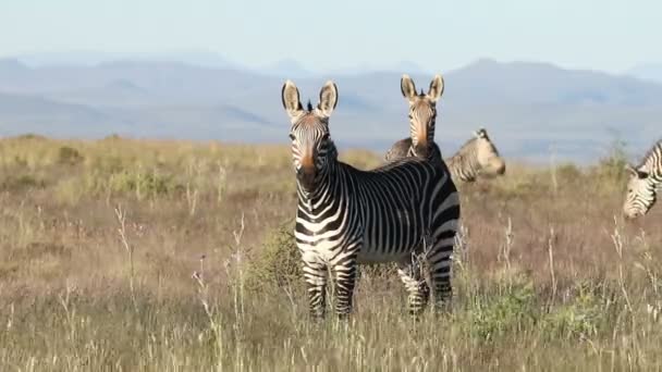 Cape mountain zebras in grassland — Stock Video