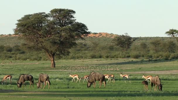 Gnus azuis e antílopes springbok — Vídeo de Stock